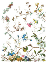 Load image into Gallery viewer, LOST GARDEN (8 pages) - IOD Transfer Pad