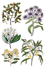 Load image into Gallery viewer, SARAH FEATON'S BOTANICALS (8 pages, 8X12") - IOD Transfer Pad