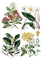 Load image into Gallery viewer, SARAH FEATON'S BOTANICALS (8 pages, 8X12") - IOD Transfer Pad