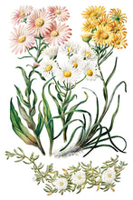 Load image into Gallery viewer, SARAH FEATON'S BOTANICALS (8 pages, 8X12") - IOD Transfer Pad