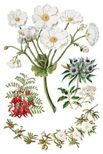 Load image into Gallery viewer, SARAH FEATON'S BOTANICALS (8 pages, 8X12") - IOD Transfer Pad