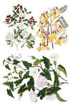 Load image into Gallery viewer, SARAH FEATON'S BOTANICALS (8 pages, 8X12") - IOD Transfer Pad