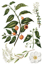 Load image into Gallery viewer, SARAH FEATON'S BOTANICALS (8 pages, 8X12") - IOD Transfer Pad