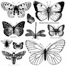 Load image into Gallery viewer, Butterflies - IOD Stamp