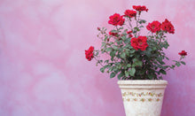 Load image into Gallery viewer, DITSY BLOOMS - IOD Paint Inlay
