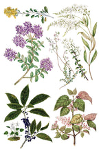 Load image into Gallery viewer, SARAH FEATON&#39;S BOTANICALS (8 pages, 8X12&quot;) - IOD Transfer Pad
