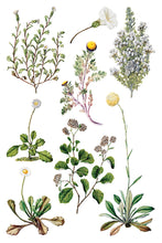 Load image into Gallery viewer, SARAH FEATON&#39;S BOTANICALS (8 pages, 8X12&quot;) - IOD Transfer Pad
