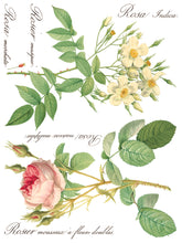 Load image into Gallery viewer, Rose Botanical (8 pages) - IOD Transfer Pad
