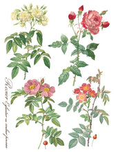 Load image into Gallery viewer, Rose Botanical (8 pages) - IOD Transfer Pad
