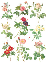 Load image into Gallery viewer, Rose Botanical (8 pages) - IOD Transfer Pad
